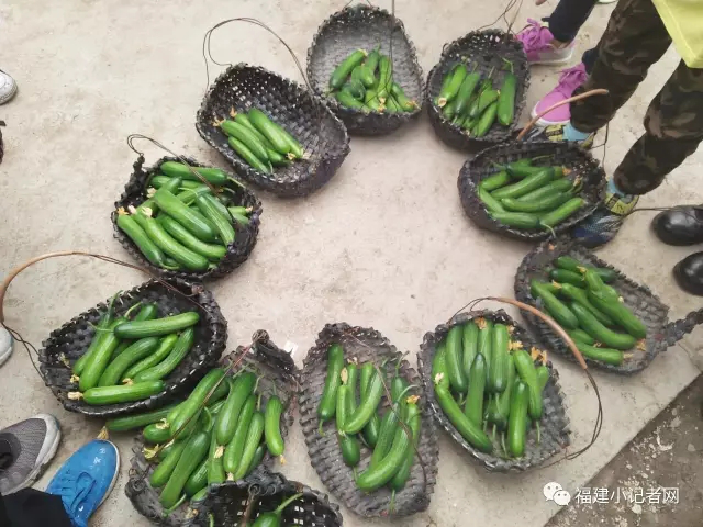 【圍觀】福建小記者走進農場體驗農耕樂趣