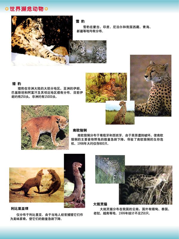世界瀕危動(dòng)物