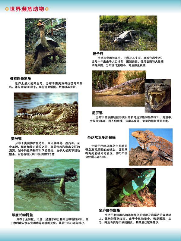 世界瀕危動物
