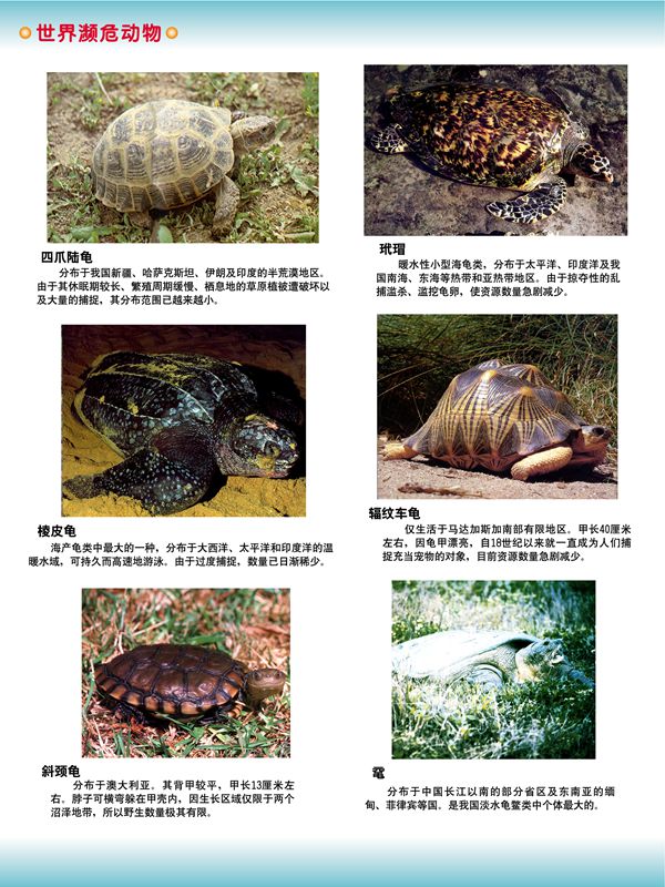 世界瀕危動物