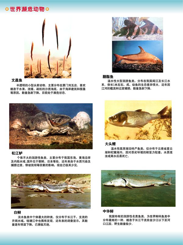 世界瀕危動物