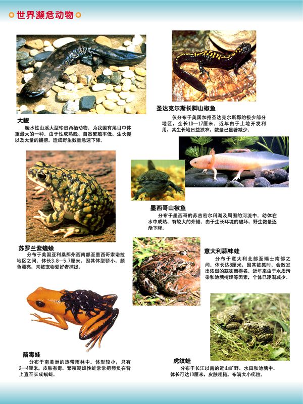 世界瀕危動物