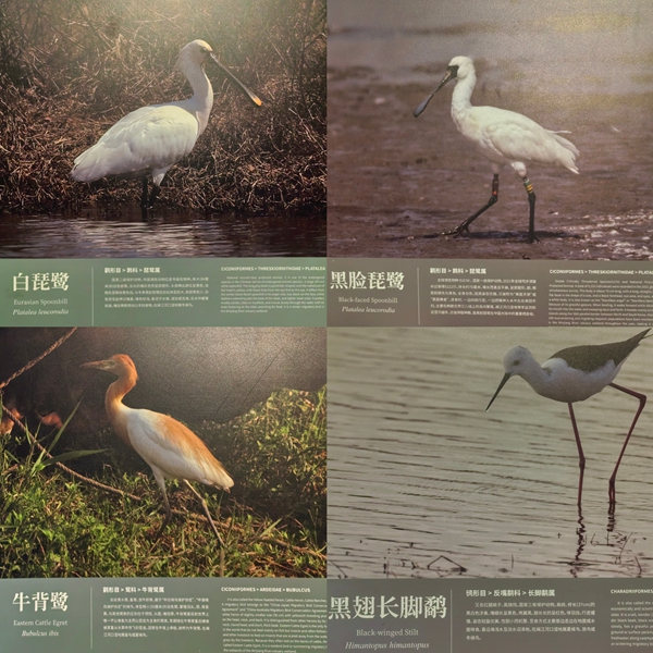 “解碼候鳥遷徙 守護生命航道”閩都科普研學行成功舉辦 “解碼候鳥遷徙 守護生命航道”閩都科普研學行成功舉辦