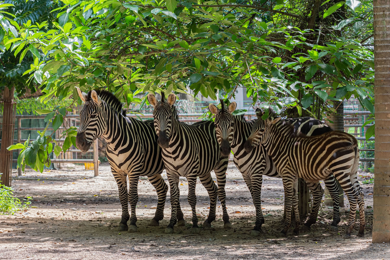 動物園分館