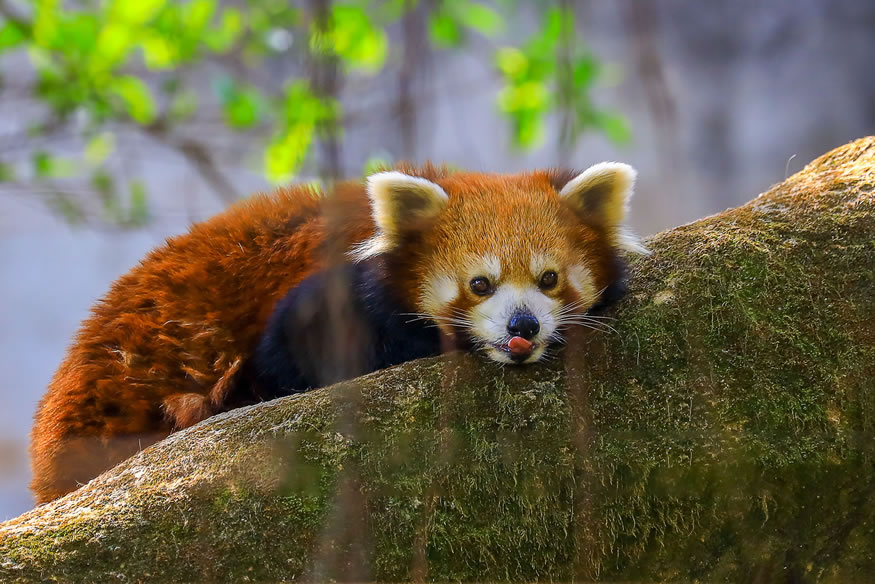 動物園分館