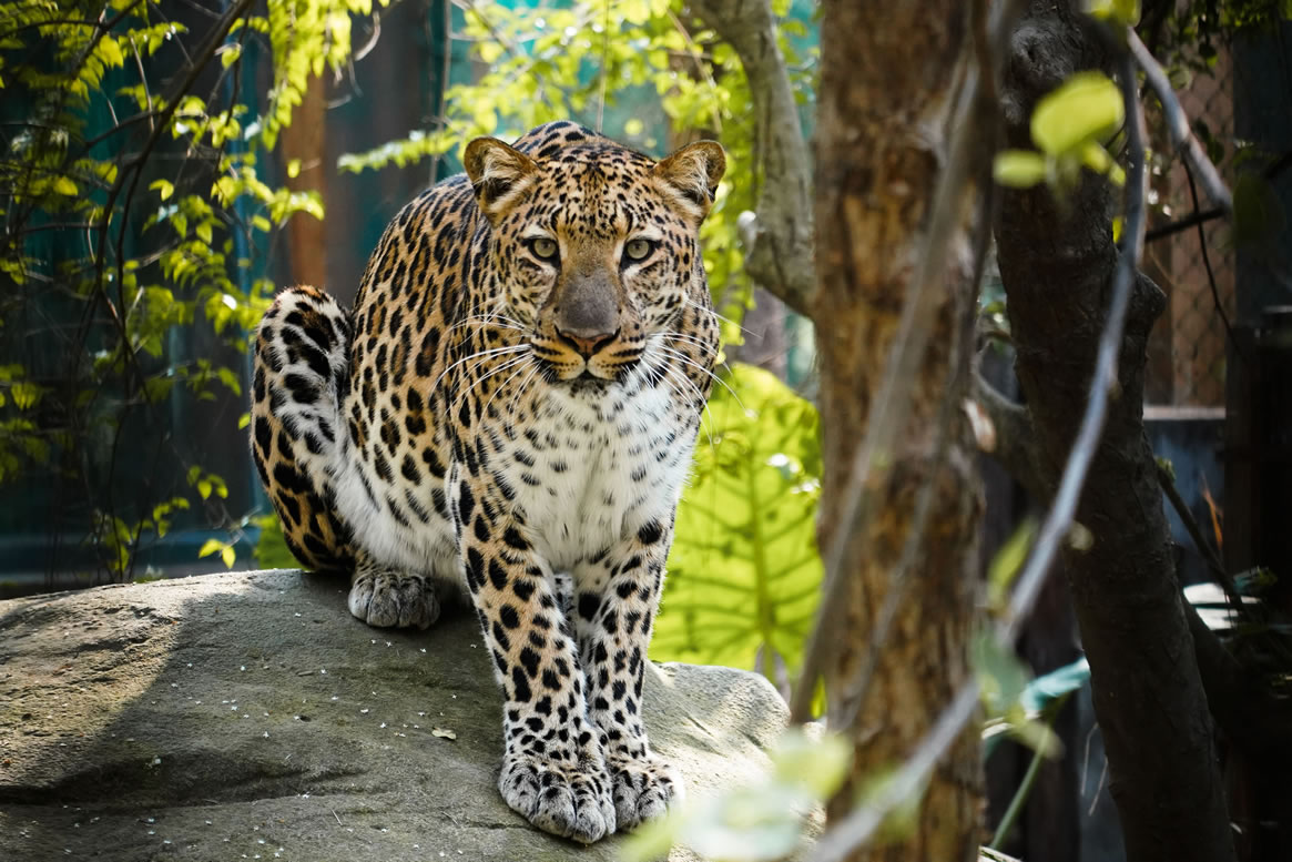 動物園分館