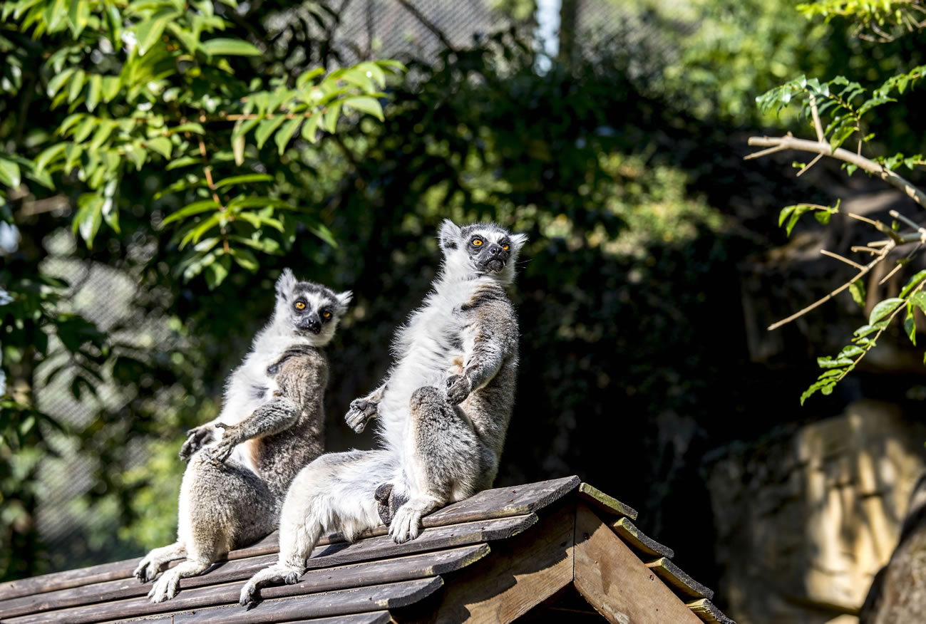 動物園分館