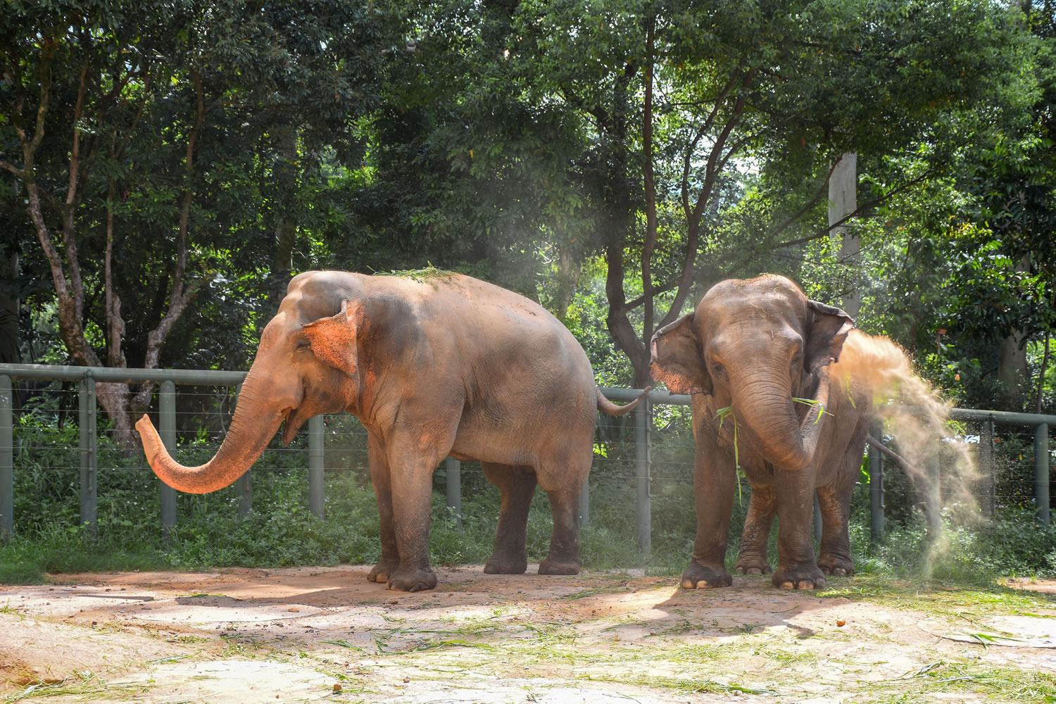 動物園分館