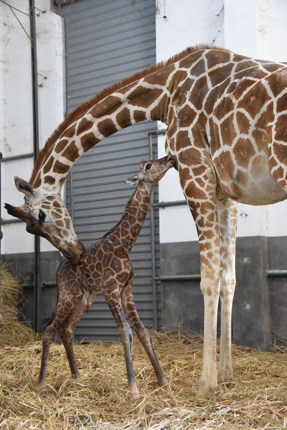 動物園分館