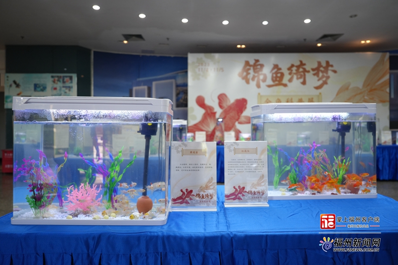 “錦魚(yú)·綺夢(mèng)”金魚(yú)科普展在福州科技館舉行